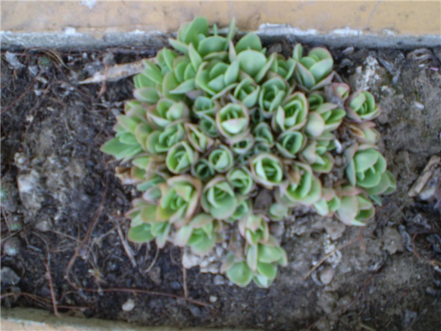sedum